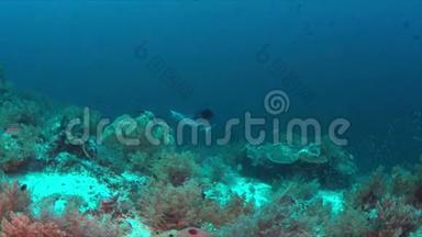 珊瑚礁边缘的灰礁鲨鱼4k